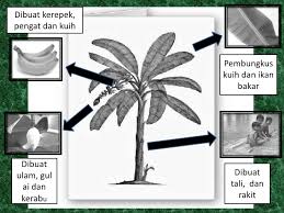 Akar akar pada tanaman pisang berupa akar serabut yang banyak, tetapi lunak. Kegunaan Pokok Pisang