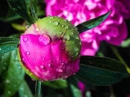 pink flower beautiful flower drops