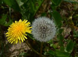 11 interesting and fun dandelion facts