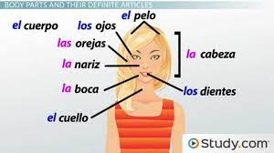 the parts of the body in spanish