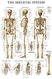 The Skeletal System Chart Wall Chart 9781930633001