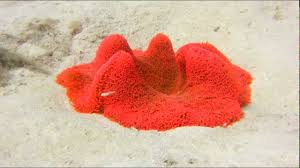 red carpet anemone ii you