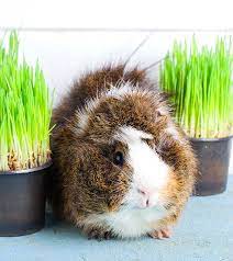how much are guinea pigs what to