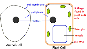 Then there are the more unusual structures which you can read about in text books.ribosomes. Your 5 A Day Do You Know Your Plant Cell From Your Animal Cell