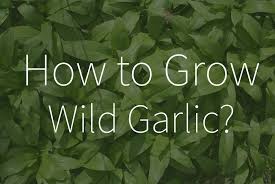 How To Grow Wild Garlic Plants From