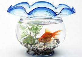 Swing The Tempered Glass Fish Tank