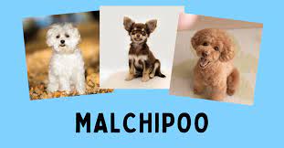 malchipoo maltese chihuahua poodle mix