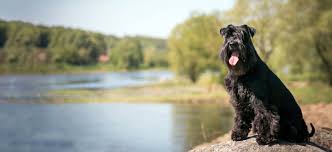 schnauzer standard puppies