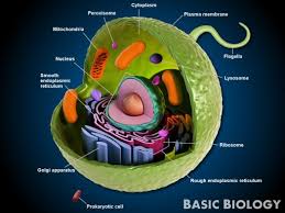 Likewise, mitochondria are centers for releasing. Animal Cells Basic Biology