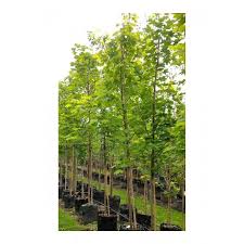 norway maple tree acer platanoides