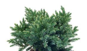 juniperus squamata bonsai bci