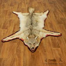 coyote howling life size mount 17433