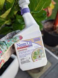 get rid of gnats in houseplants