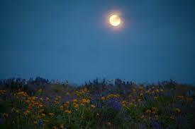 how to see the super flower moon the