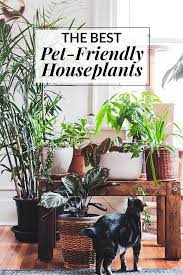 The Best Pet Friendly Houseplants