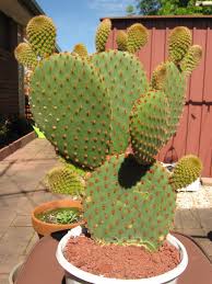 My first cactus and longest lasting plant without help has been there every morning when i wake up, it has grown so much! Garden Answers Plant Identification App Cactus Plants Plant Identification App Plants