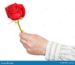 Мужская рука держит цветок красной розы изолированный Стоковое Изображение  - изображение насчитывающей бутика, дайте: 54861589