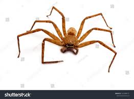 Active House Spider Brown Have Long Stock Photo Edit Now