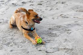 dog friendly beaches on hilton head island