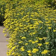 Check out our yellow perennial flowers selection for the very best in unique or custom, handmade pieces from our craft supplies & tools shops. Moonshine Yarrow Plant Achillea Moonshine High Country Gardens
