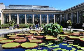 water lily giants at longwood gardens