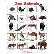 Animals Lessons Tes Teach