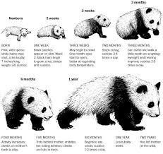 How Giant Panda Cubs Grow Top Infographic