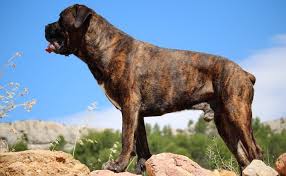 Most breeders are registered with the american kennel club. Pitbull Mastiff Mix Complete Guide To This Powerful Mastiff Mix Perfect Dog Breeds