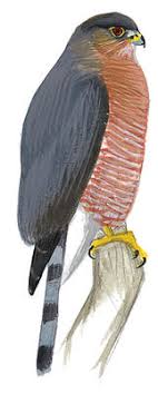 Cooper's hawks, accipiter cooperii, are about the size of a crow. A Beginner S Guide To Iding Cooper S And Sharp Shinned Hawks Audubon