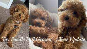 toy poodle full grown 3 year update