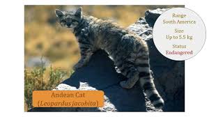 Habitat the andean mountain cat is most likely to be found in the barren rocky places of the andes. Andean Cat Leopardus Jacobita Classification Wild Cat Family