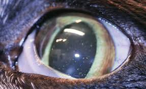 For iris melanosis and small iris freckles the treatment recommendation is. Feline Diffuse Iris Melanoma Companion Animal
