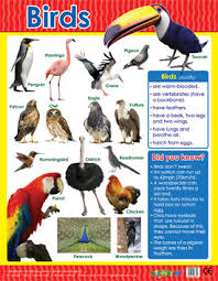 Birds Learning Chart School Poster