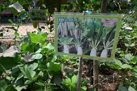 Organic Kitchen Gardens In India Adra