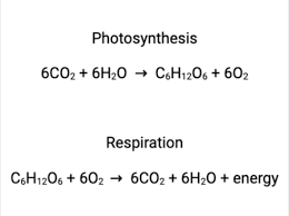 Energy Flow Between Photosynthesis