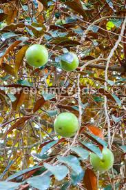 Star Apple (Chrysophyllum cainito) as an Antiseptic Mouthwash