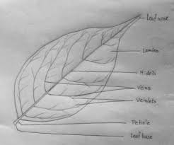 draw a leaf and label its parts