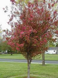 purple leaf crabapple trees of reed