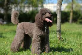 chocolate poodle images browse 74