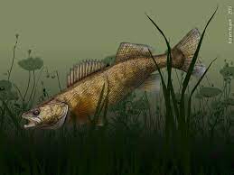 hd wallpaper fish fishing walleye by