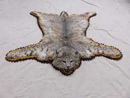 bobcat taxidermy rug c 103b mounts