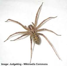 types of brown spiders with pictures