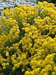 It's known by various different. Aurinia Summit Golden Yellow Bluestone Perennials Yellow Spring Flowers Alyssum Flowers Charming Garden