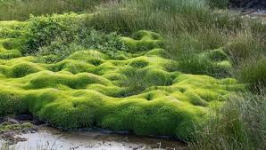 How To Grow Moss Complete Step By