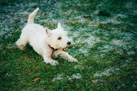 Gumtree.com limited, registered in england and wales with number 03934849, 1 more london place, london, se1 2af, uk. Westie Rescue Scheme