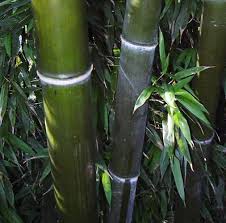 Phyllostachys - Wikipedia