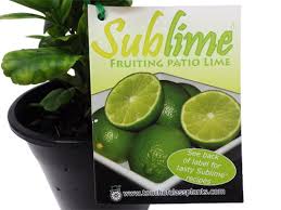 Lime Sublime Citrus Garden World