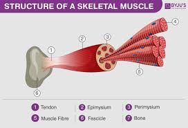 Skeletal Muscles Structure Function And Types