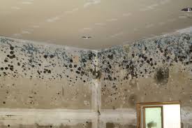 Does A Water Leak Always Mean Mold