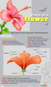 This enables a flower to create seeds and fruit all on its own that can then be pollinated with the help of insects, birds or other creatures. Parts Of A Flower Visual Ly